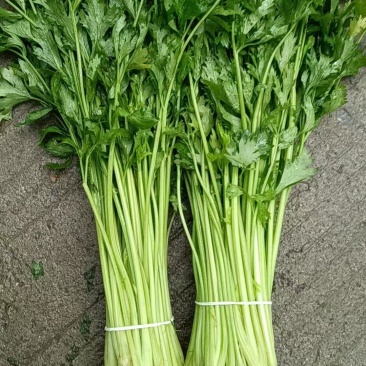 江苏芹菜小香芹产地一手货源量大从优实力代发全国