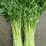 江苏芹菜小香芹产地一手货源量大从优实力代发全国