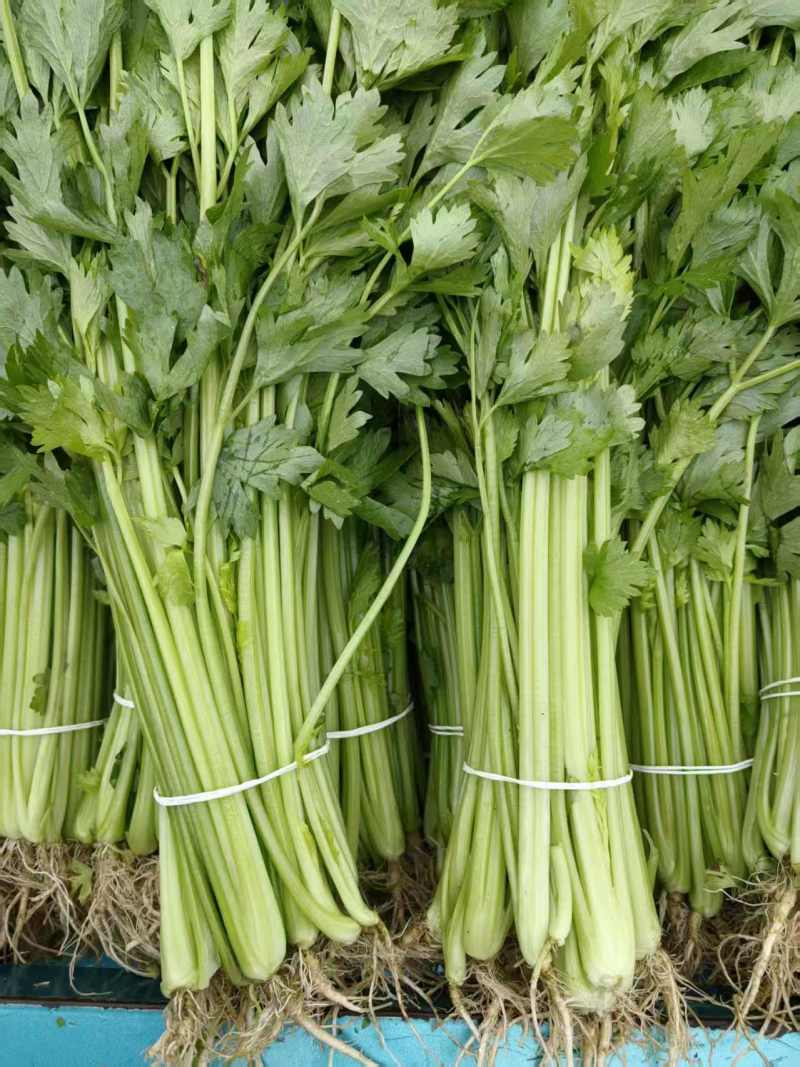 江苏芹菜小香芹产地一手货源量大从优实力代发全国