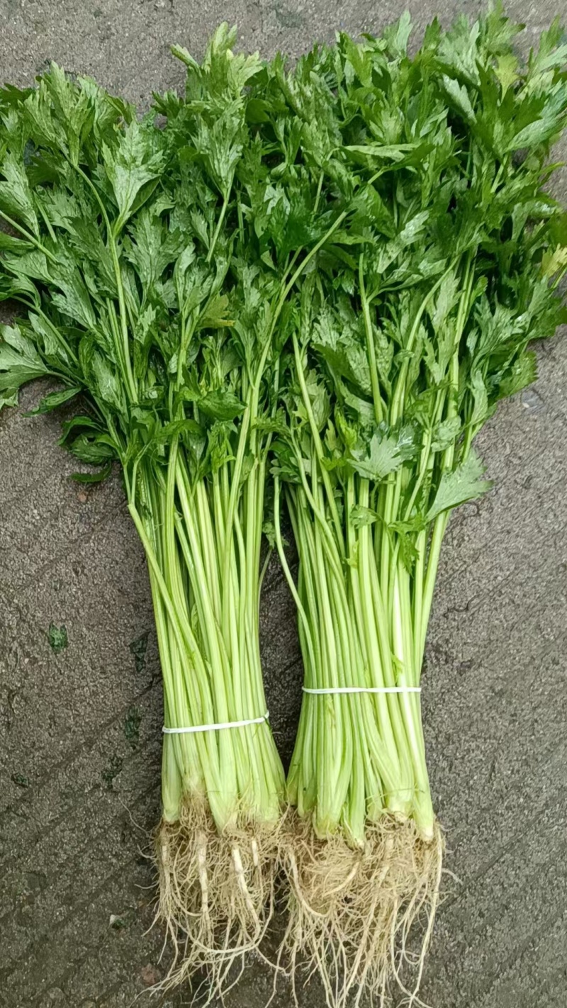 江苏芹菜小香芹产地一手货源量大从优实力代发全国