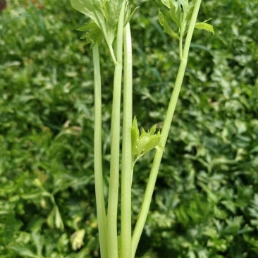 【精品】新鲜脆嫩香芹，现摘现发，绿色青菜，量大可优惠