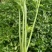【精品】新鲜脆嫩香芹，现摘现发，绿色青菜，量大可优惠