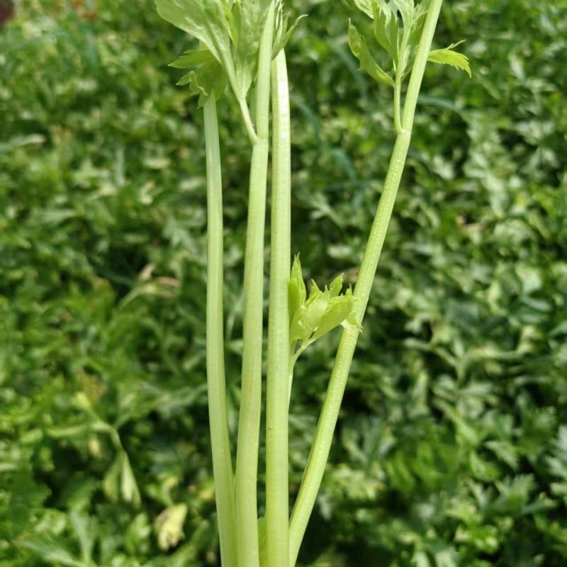 【精品】新鲜脆嫩香芹，现摘现发，绿色青菜，量大可优惠