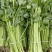 【精品】新鲜脆嫩香芹，现摘现发，绿色青菜，量大可优惠