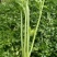 【精品】新鲜脆嫩香芹，现摘现发，绿色青菜，量大可优惠