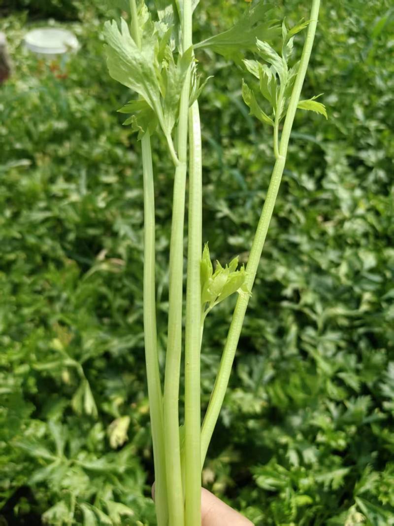 【精品】新鲜脆嫩香芹，现摘现发，绿色青菜，量大可优惠
