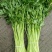 【精品】新鲜脆嫩香芹，现摘现发，绿色青菜，量大可优惠
