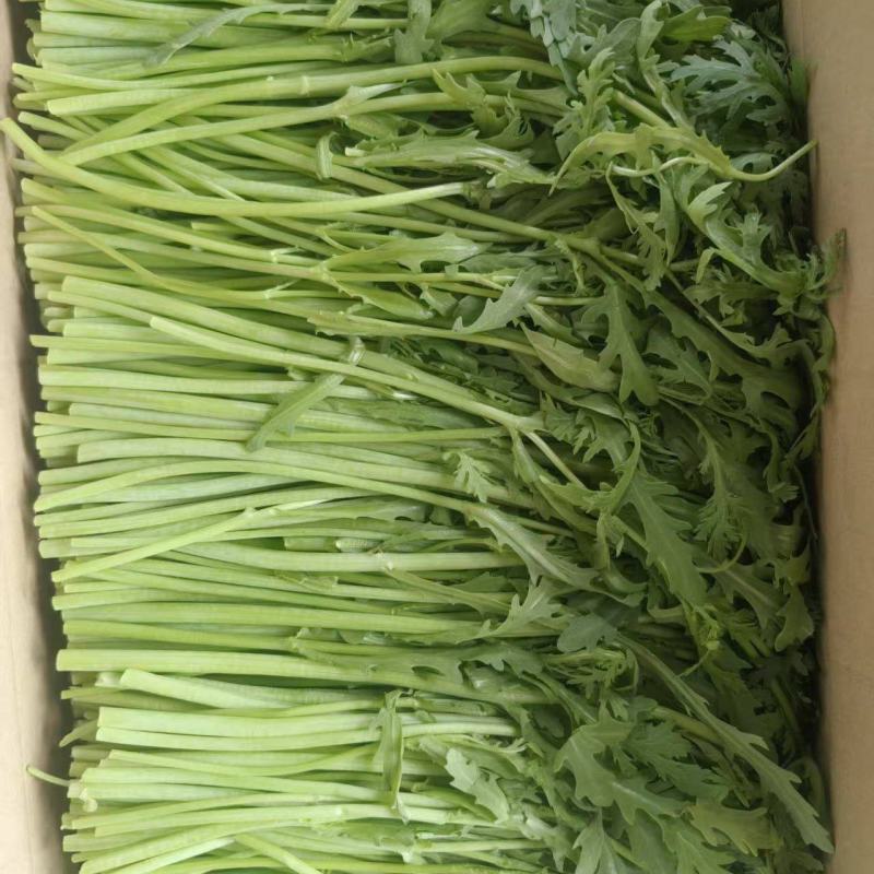 淮安新鲜茼蒿基地直供鲜嫩叶菜产地批发量大价优电商直供
