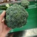 西兰花云南小米粒量大从优