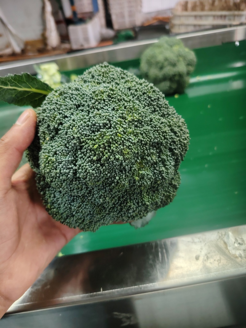 西兰花云南小米粒量大从优