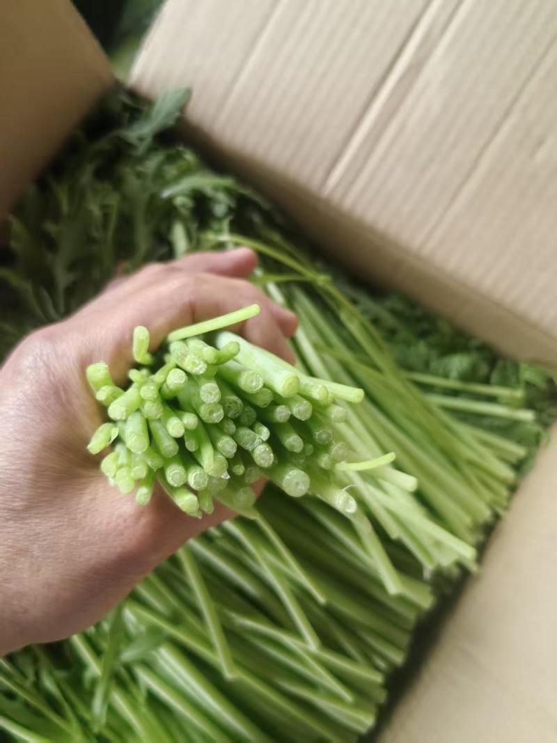 淮安新鲜茼蒿基地直供鲜嫩叶菜产地批发量大价优电商直供