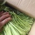 淮安新鲜茼蒿基地直供鲜嫩叶菜产地批发量大价优电商直供
