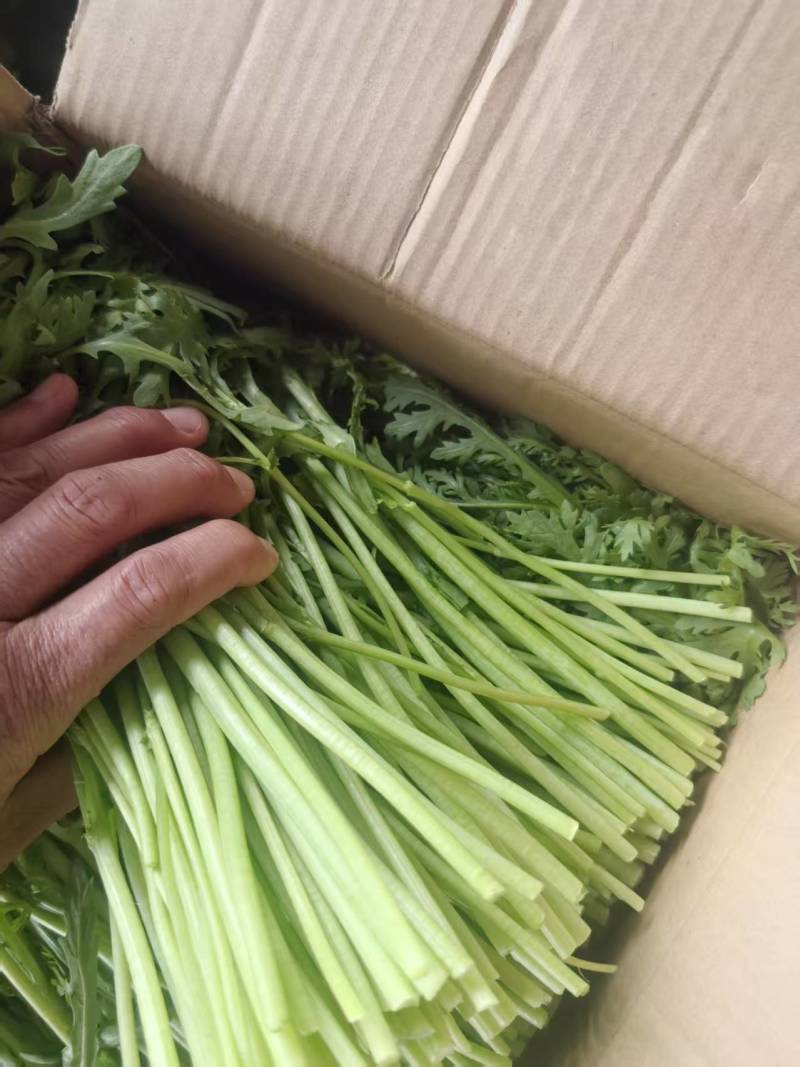 淮安新鲜茼蒿基地直供鲜嫩叶菜产地批发量大价优电商直供