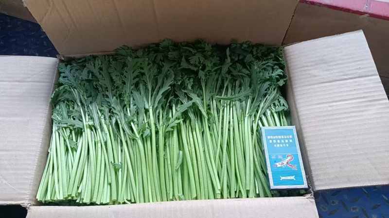 淮安新鲜茼蒿基地直供鲜嫩叶菜产地批发量大价优电商直供