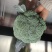 西兰花云南小米粒量大从优