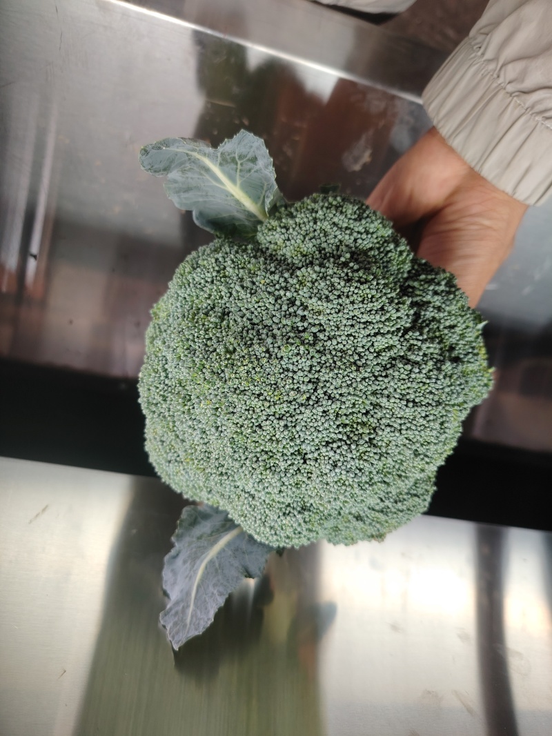 西兰花云南小米粒量大从优