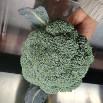 西兰花云南小米粒量大从优