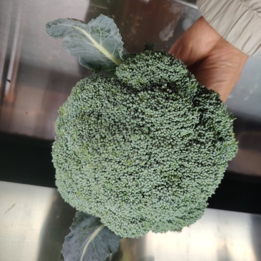 西兰花云南小米粒量大从优