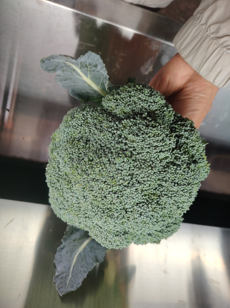 西兰花云南小米粒量大从优