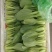 【上海青】淮安精品小油菜大量供应可对接商超，档口