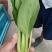 【上海青】淮安精品小油菜大量供应可对接商超，档口
