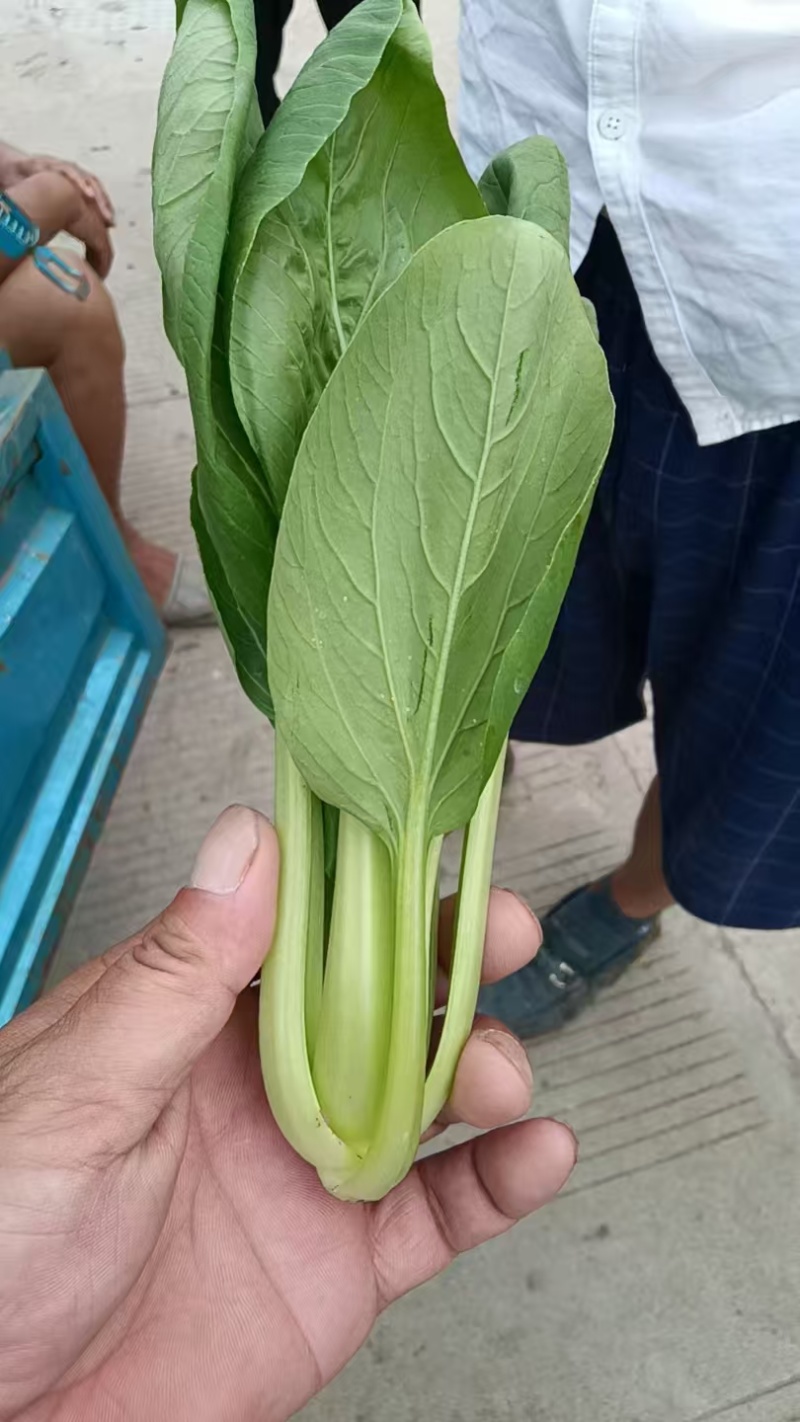 【上海青】淮安精品小油菜大量供应可对接商超，档口