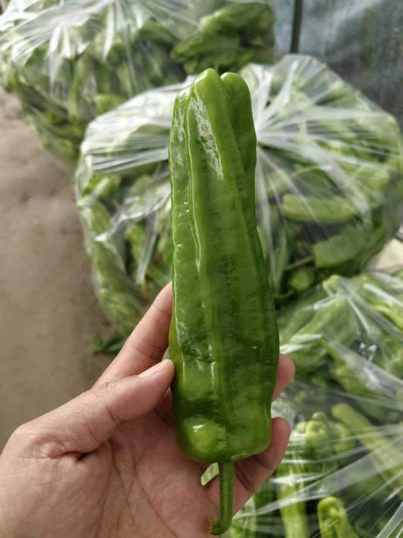 【辣椒】淮安薄皮椒产地直发随行就市欢迎老板量大价优
