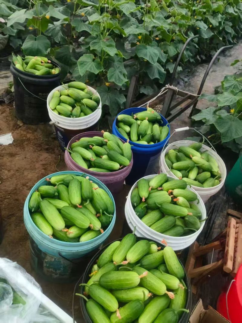 旱黄瓜大量上市现货供应需要的联系超市批发市场电商合作