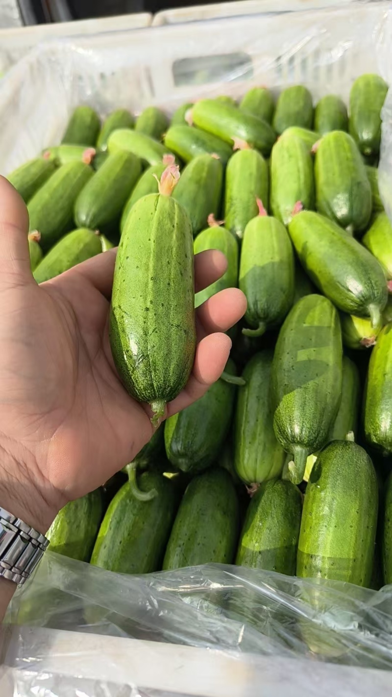 旱黄瓜大量上市现货供应需要的联系超市批发市场电商合作