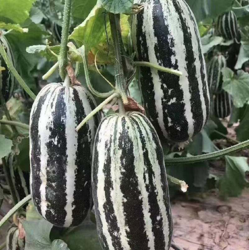 博洋甜瓜大量上市