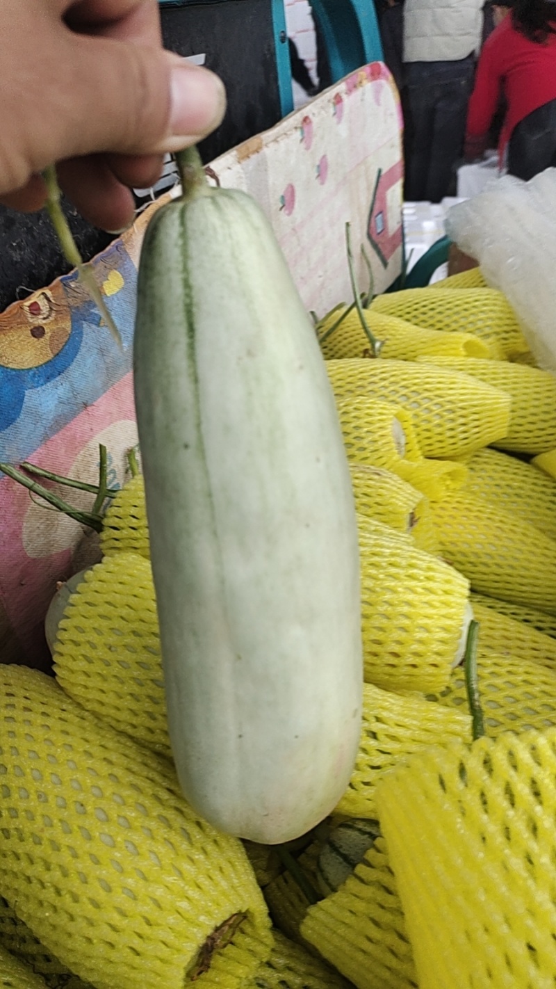 博洋甜瓜大量上市