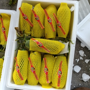 博洋甜瓜大量上市