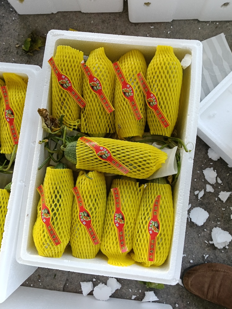 博洋甜瓜大量上市