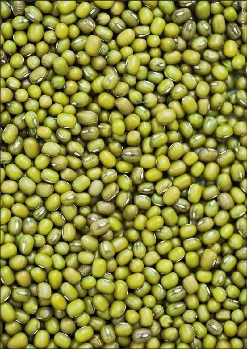 批发绿豆农家小粒绿豆可一件代发，可批发，对接全国