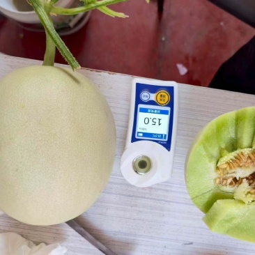 玉菇甜瓜大量上市对接各大商超，电商平台，支持一件代发