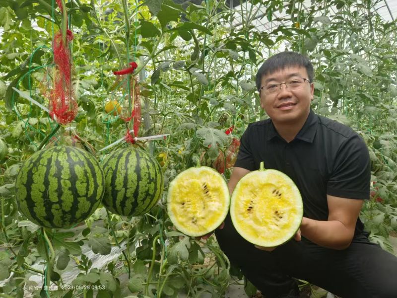 豫艺金翠玉西瓜种子皮薄黄肉黄肉奶油西瓜种子礼品西瓜种籽