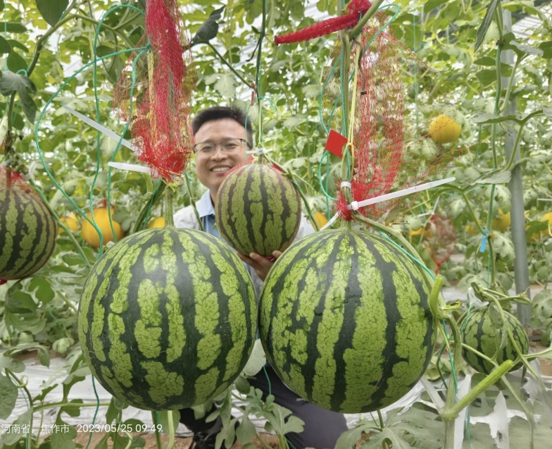 豫艺金翠玉西瓜种子皮薄黄肉黄肉奶油西瓜种子礼品西瓜种籽