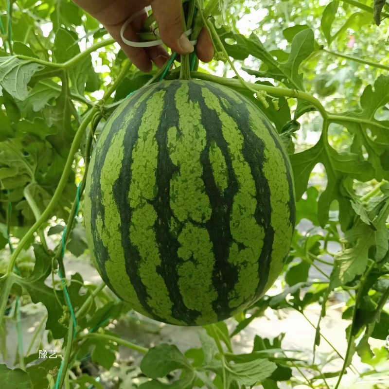 豫艺金翠玉西瓜种子皮薄黄肉黄肉奶油西瓜种子礼品西瓜种籽