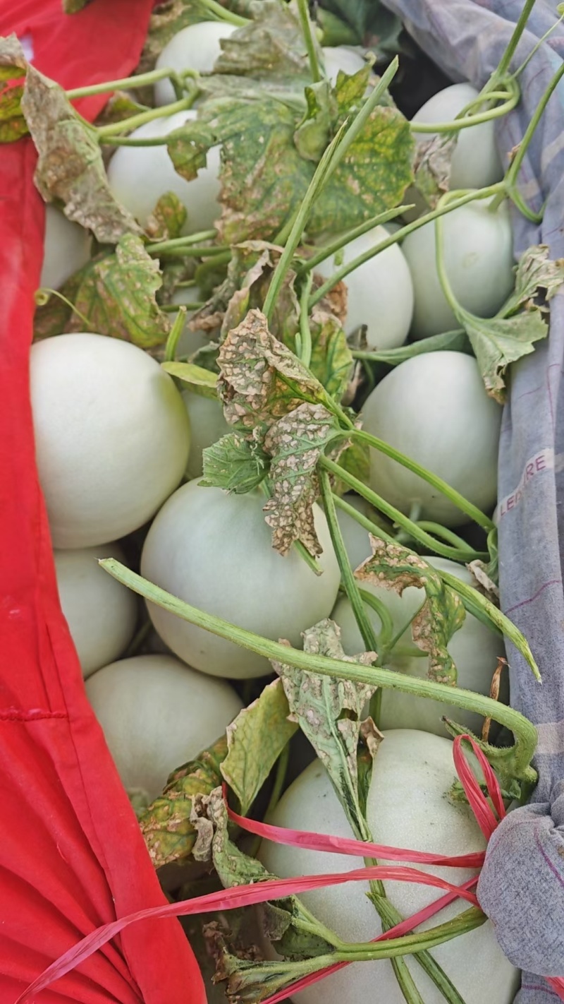 玉菇甜瓜大量上市对接各大商超，电商平台，支持一件代发