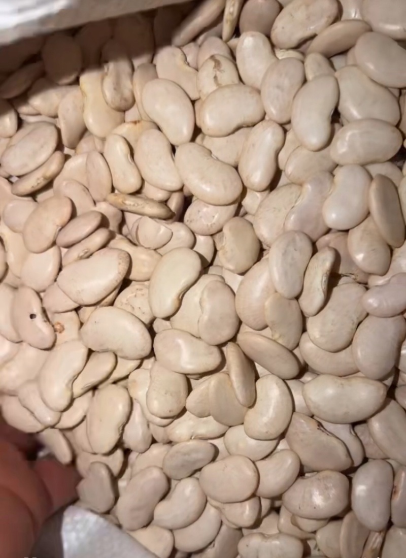 大白芸豆质优价廉，可视频看货，可一件代发，对接全国