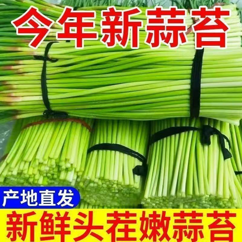 新鲜蒜苔现摘现发产地直发对接电商一件代发专业代办代发代存