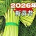 新鲜蒜苔现摘现发产地直发对接电商一件代发专业代办代发代存