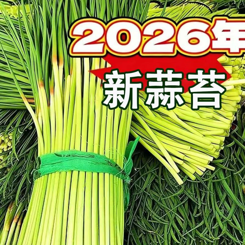 新鲜蒜苔现摘现发产地直发对接电商一件代发专业代办代发代存