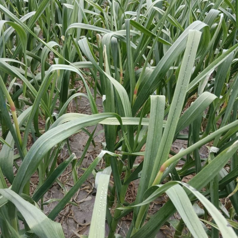 新鲜蒜苔现摘现发产地直发对接电商一件代发专业代办代发代存