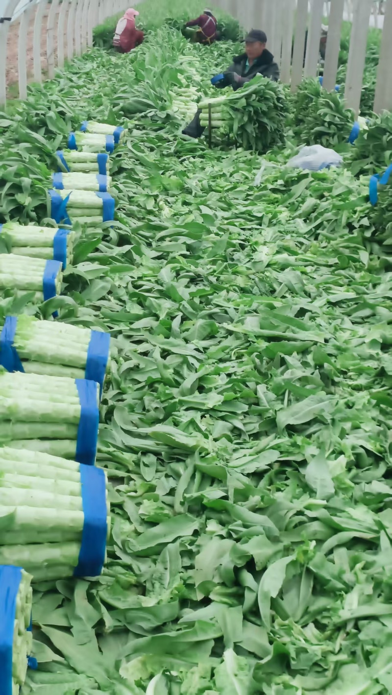 山东莴苣三青皮莴笋大量现货供应，规格齐全，对接市场批发商