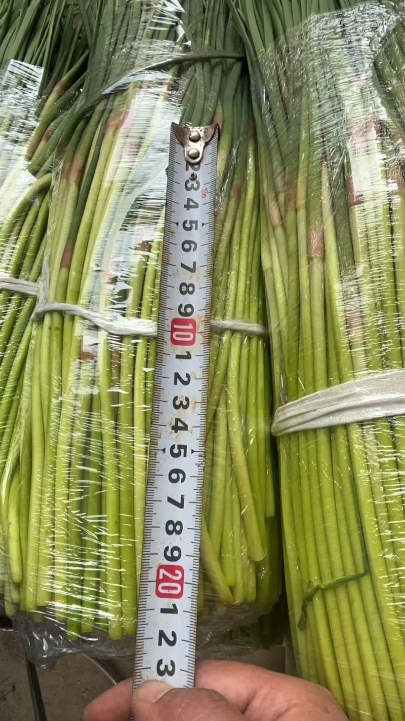新鲜蒜苔现摘现发产地直发对接电商一件代发专业代办代发代存
