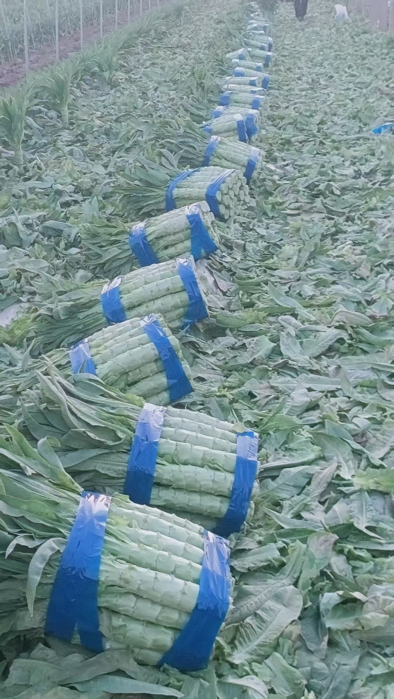 山东莴苣三青皮莴笋大量现货供应，规格齐全，对接市场批发商