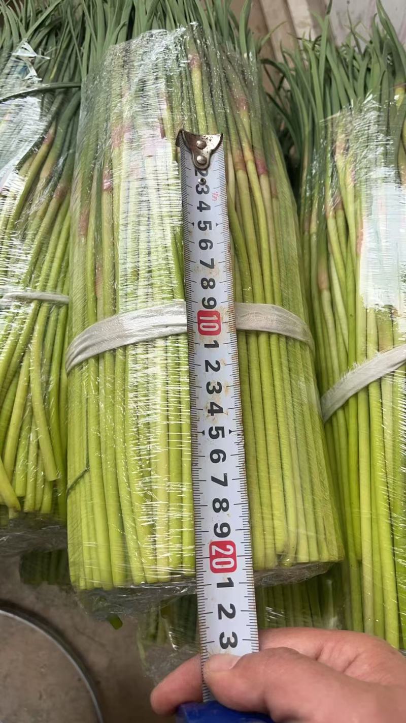 新鲜蒜苔现摘现发产地直发对接电商一件代发专业代办代发代存