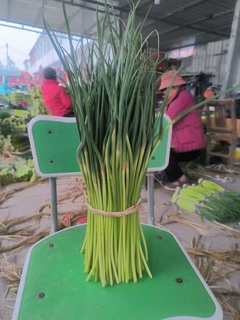 新鲜蒜苔现摘现发产地直发对接电商一件代发专业代办代发代存