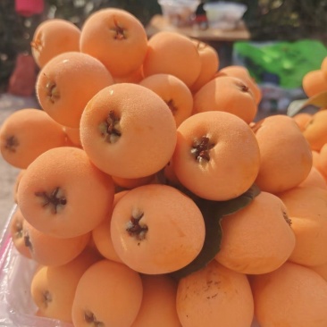 枇杷